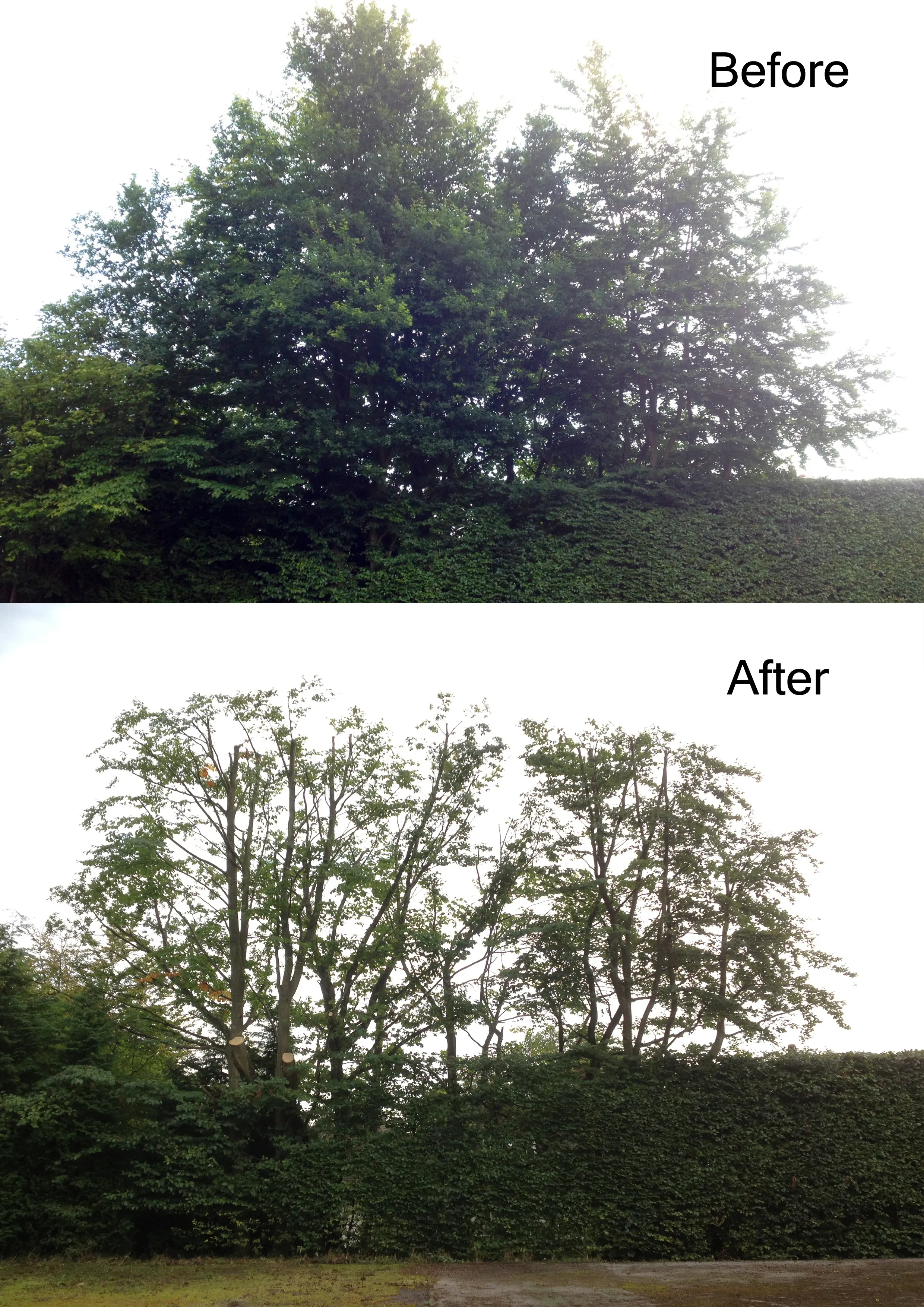 Before and after - canopy reduction